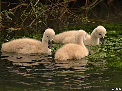 Three little swans