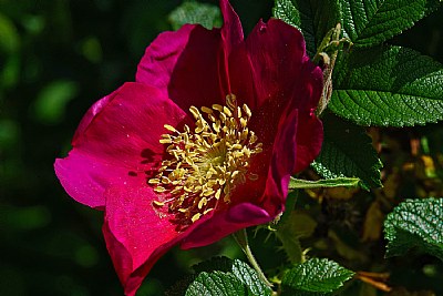 rosa rugosa