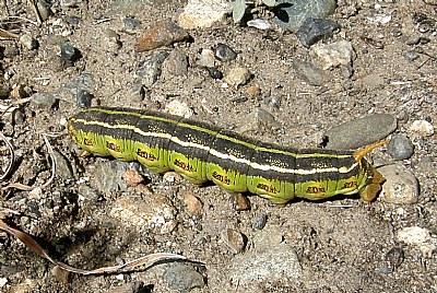 Caterpillar