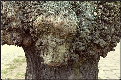 bull-head tree