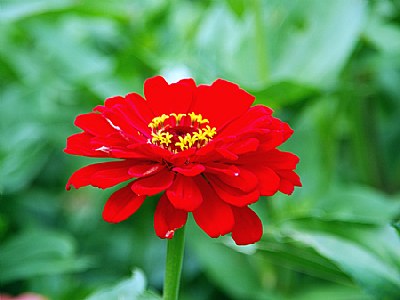 Zinnia