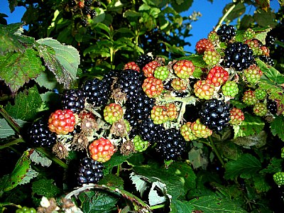 Wild Black Berries