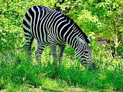 Chubby Zebra