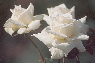 White Roses