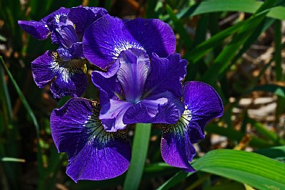 blue garden iris