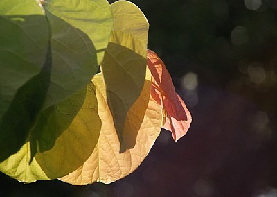 Leaves Backlit