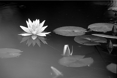 Water Lily & Bud