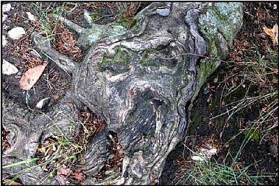 skull root