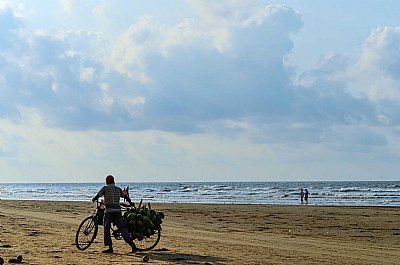 The Coconut Seller