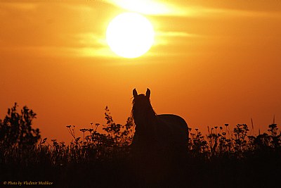 Sunset with Horse.