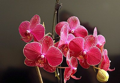 Phalaenopsis