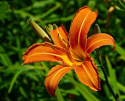 common daylily 1 