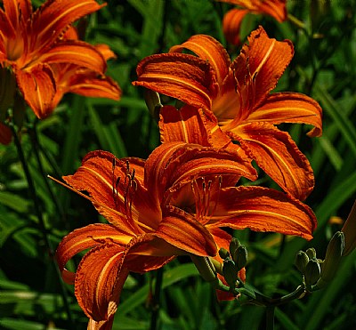 lily super abundance