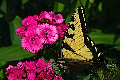 swallowtail and sweet william