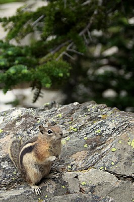 Squirrel in the Rockies