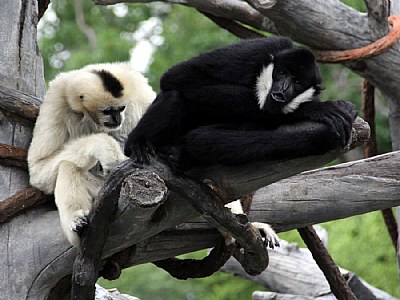 White-cheeked Gibbons