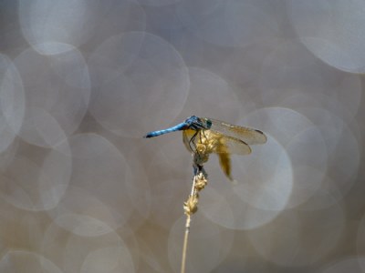 Skimmer, Blue Dragonfly