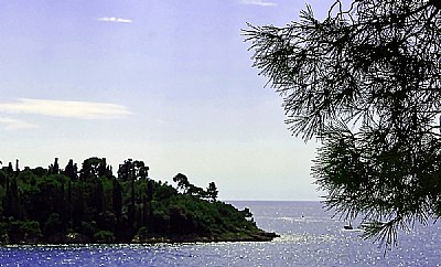 Tree & Island
