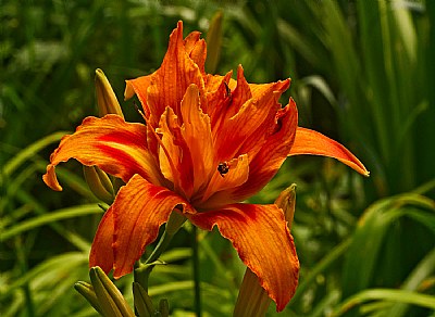 double day lily