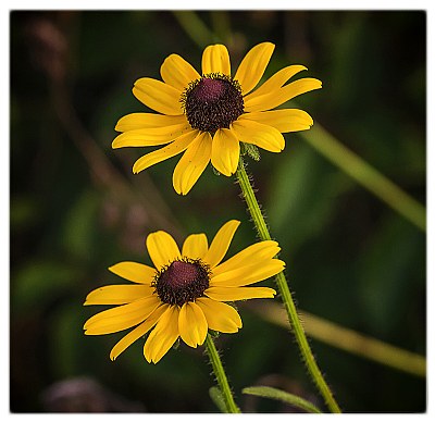 Black Eyed Susans