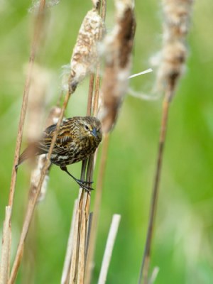 Out from the Rushes