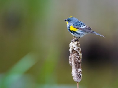Yellow Rumped Warbler