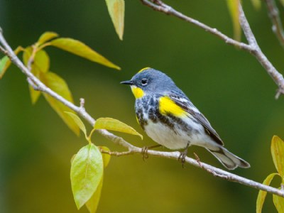 Warbler in the Bush 2