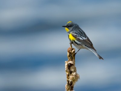Warbler Perching over Water