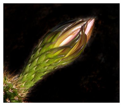 Cactus Bud