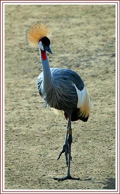 East Africian Crowned Crane