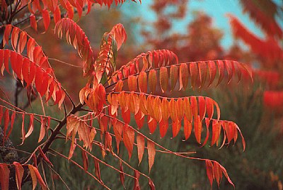 Staghorn Sumac Orange