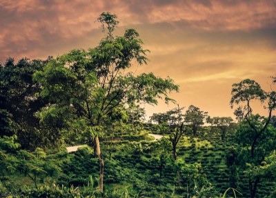 Beautiful Tea Garden