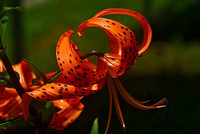 tiger lily