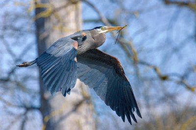 Great Blue Rising