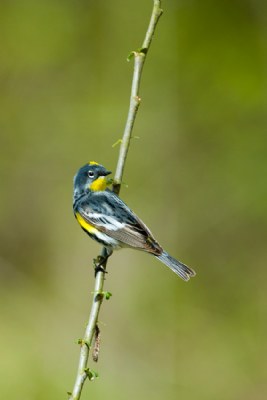 Bird on Stick