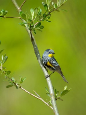 Warbler Perched