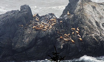 High Climbing Sea Lions