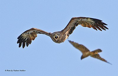 Attack. Black Kite. 