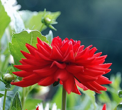 Dahlia