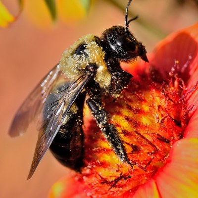 Bee and flower macro