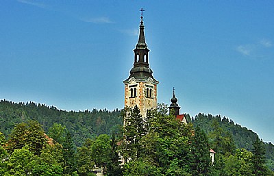 Trees & Church