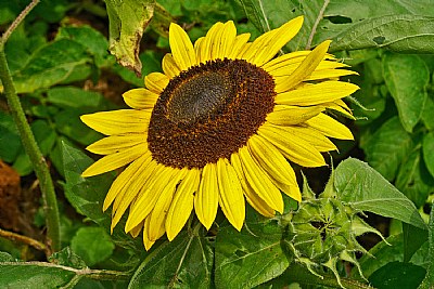 1st sunflower