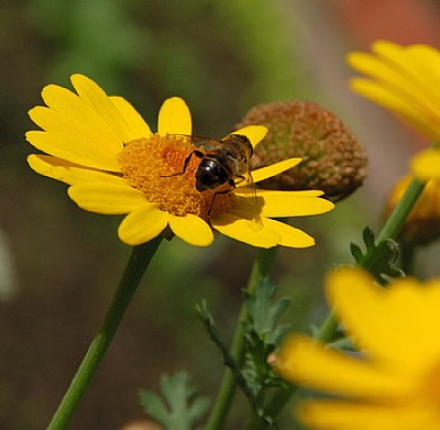 Hoverfly