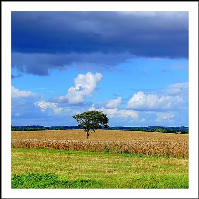 *** A Simple Tree ***