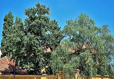 Trees & Roof