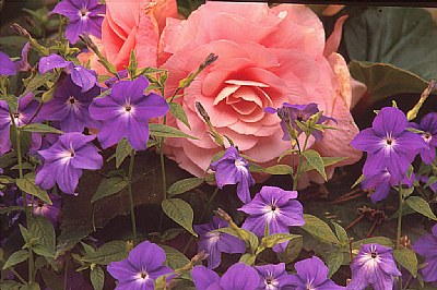 Begonias & Violets