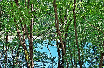 Trees & Water