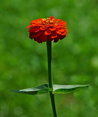 Zinnia