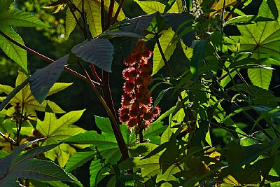 castor plant
