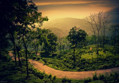 Tea Garden...